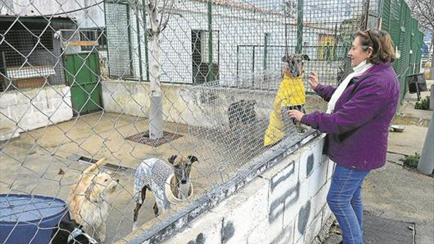 El Refugio de Plasencia pide a la Asamblea que prohíba sacrificar en las perreras