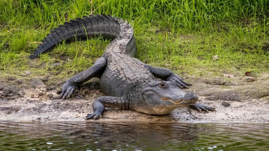 Herida una niña de 13 años por un ataque de un caimán en Florida