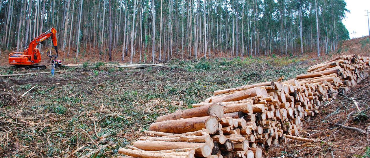 Explotación forestal de eucaliptos