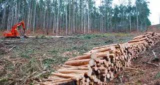Navigator triplica en Galicia las plantaciones de eucalipto mientras las reduce en Portugal