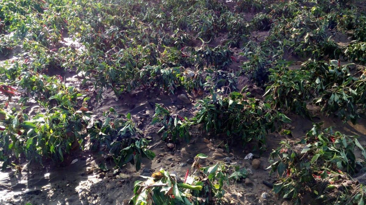 El temporal del fin de semana daña 500 hectáreas de olivar, tabaco y tomate en Extremadura