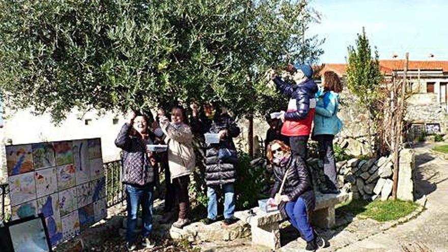 Recogida de olivas y cata de aceite en la Casa del Parque de Fermoselle.