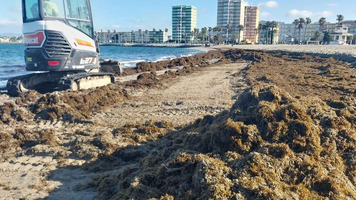 Acumulación de algas en una playa de Cádiz