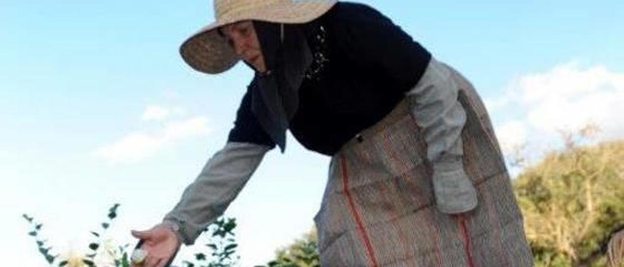 Una recolectora ataviada con el traje típico recoge fruto en un campo de Llubí.