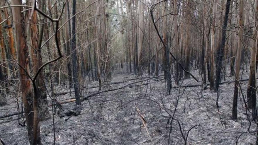 Restos del bosque calcinado en las Fragas do Eume en el incendio de finales de marzo. / rubén ardao