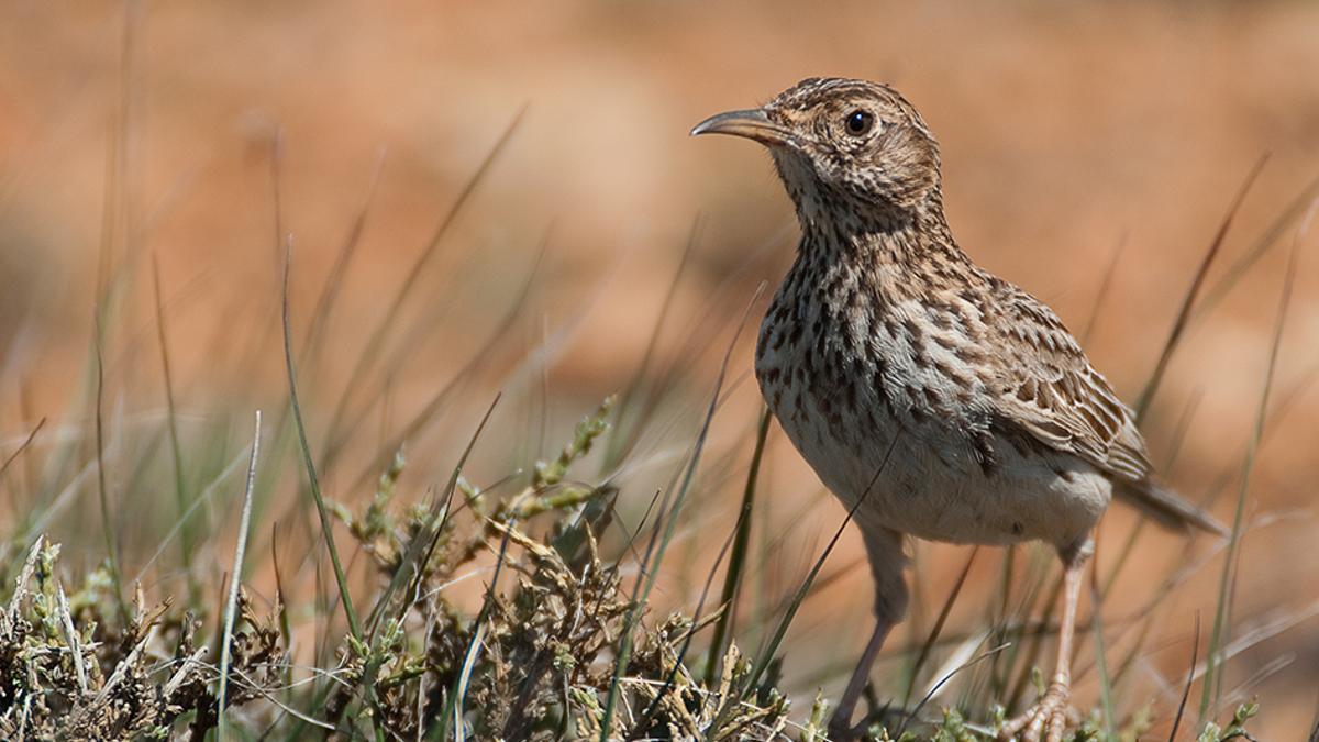 Un exemplar de l'alosa becuda, una au en perill d'extinció