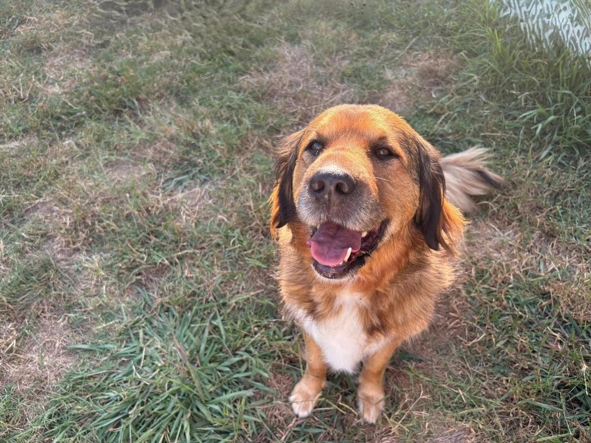 La perra "Canela", para la que se busca un nuevo hogar.