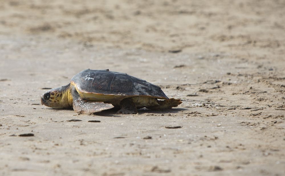 Suelta de tortugas en la playa del Port de Sagunt