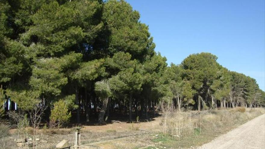 La DGA realizará el Plan de Gestión Forestal ‘Los Bosquetes’