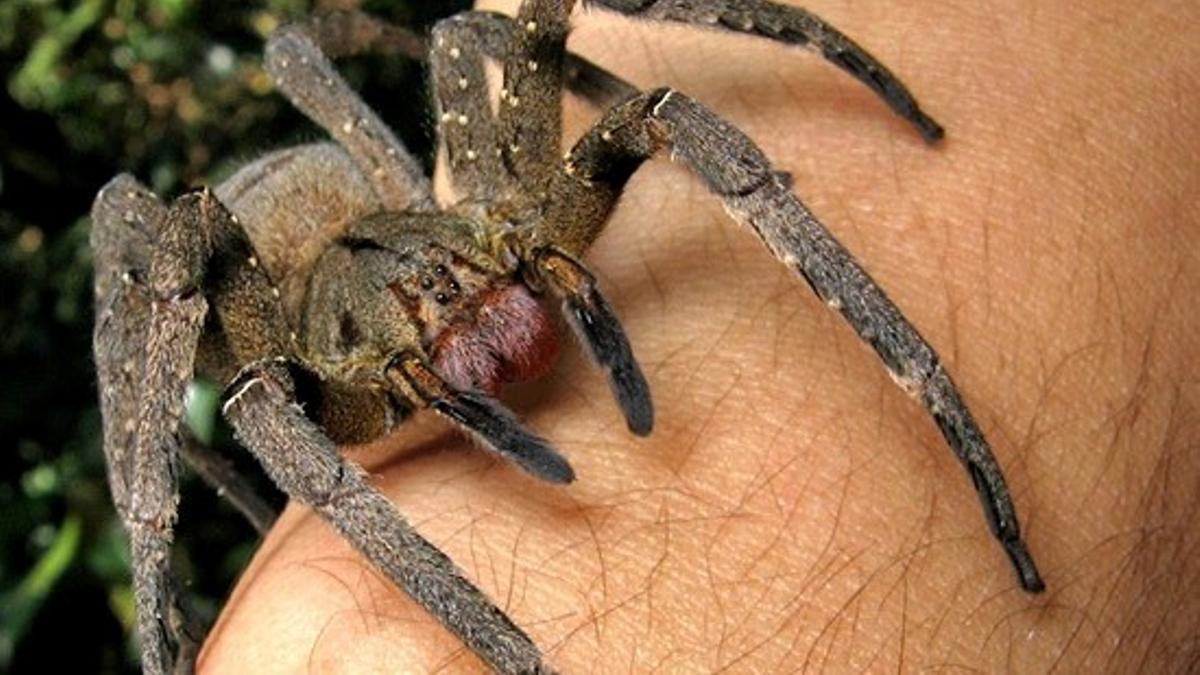 Un ejemplar de Phoneutria nigriventer, una araña venenosa originaria del sudeste de Brasil y del norte de Argentina.
