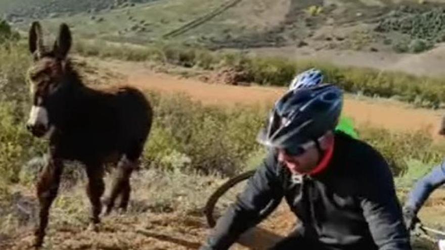 VÍDEO | El inesperado participante que no se quiso perder la Marcha BTT Arroz a la Zamorana en Carbajales de Alba