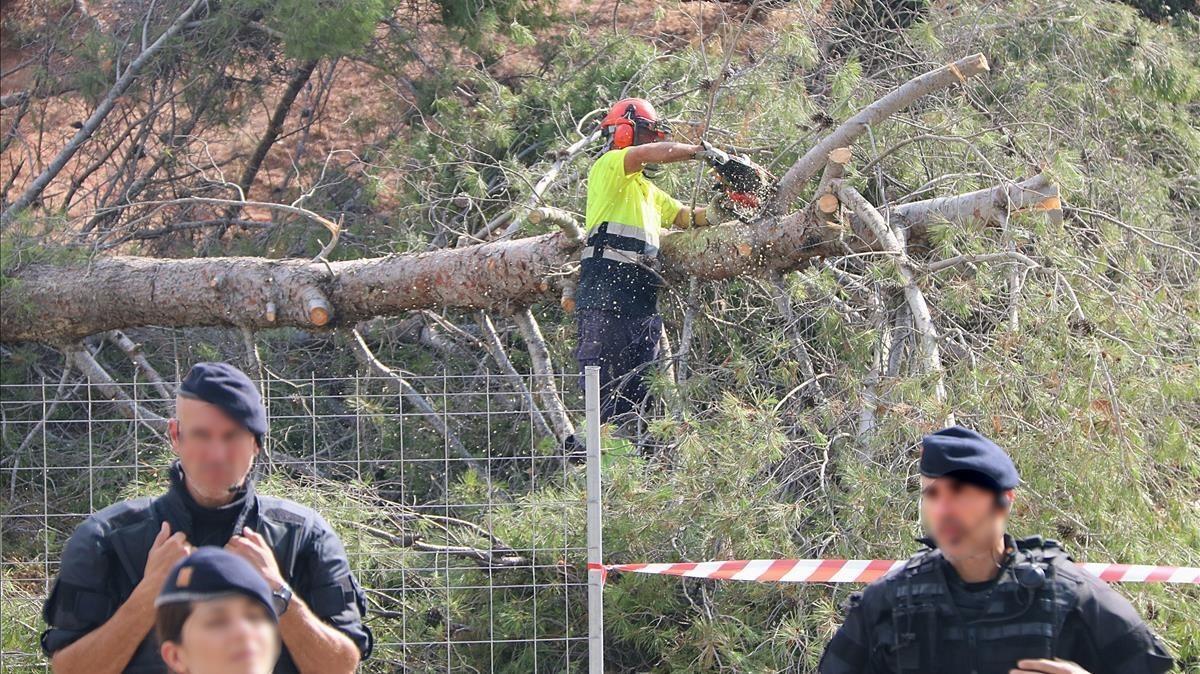 Un operario tala un árbol de la Pineda del Castell de Castelldefels bajo la custodia de los Mossos d’Esquadra.