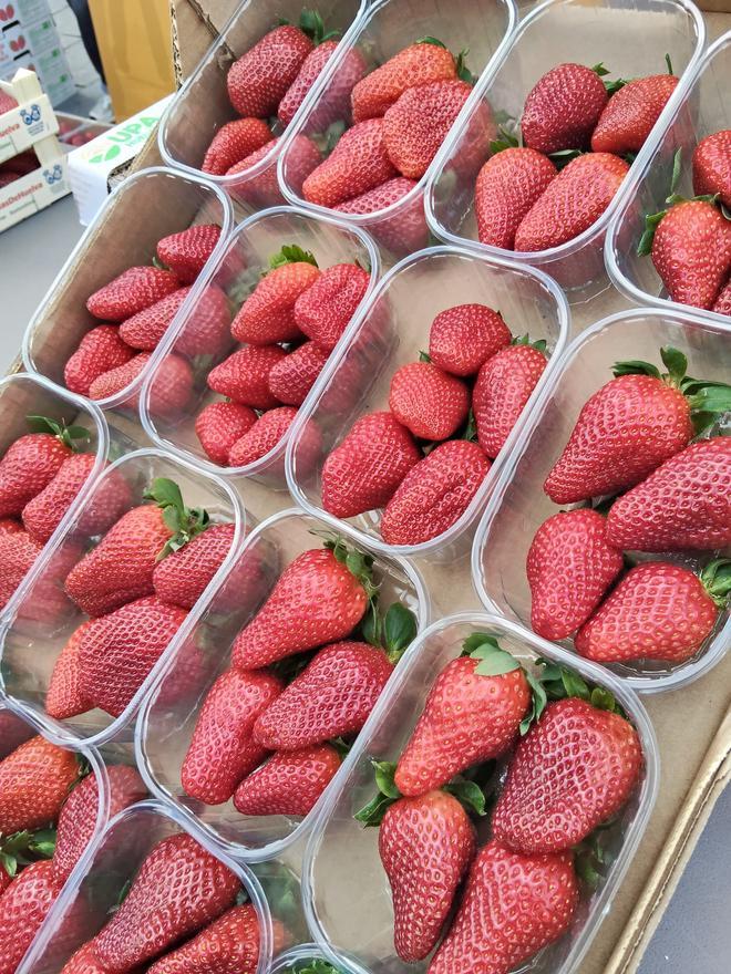 Galería | Reparto de fresas en la Plaza de España de Mérida, un acto de UPA-UCE