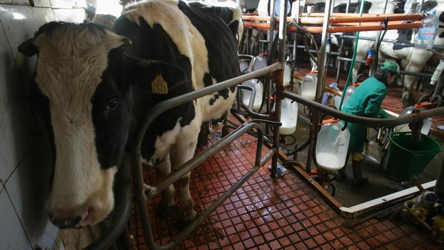 El TS confirma la condena a un ganadero que inoculó una bacteria a sus vacas para cobrar una indemnización de 100.000 euros