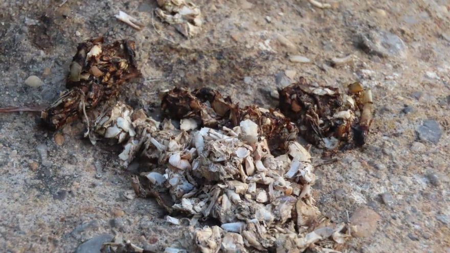 Detectan por primera vez la presencia de nutrias en Borriana