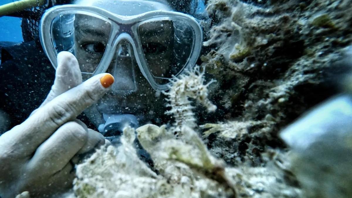 Imagen aportada por una buceadora al proyecto con un ejemplar de hocico largo.