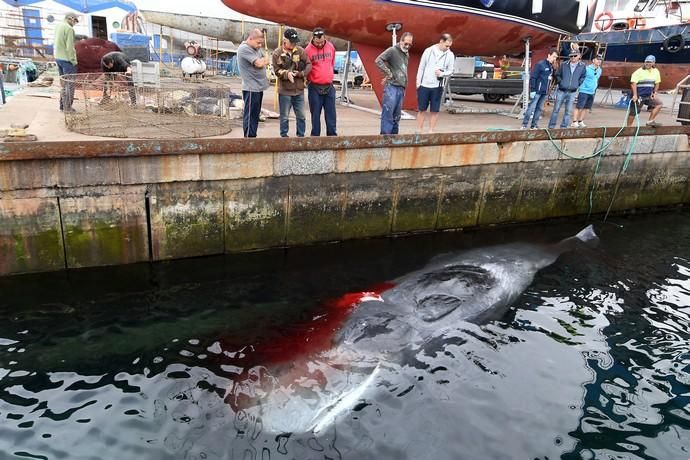 14/03/2019 TALIARTE. TELDE. Recogida del cachalote varado en la costa de Telde.   Fotografa: YAIZA SOCORRO.