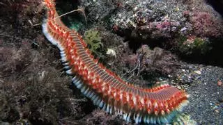 Picaduras ardientes y guardianes del equilibrio marino: así es el gusano de fuego que ha cerrado Agaete al baño