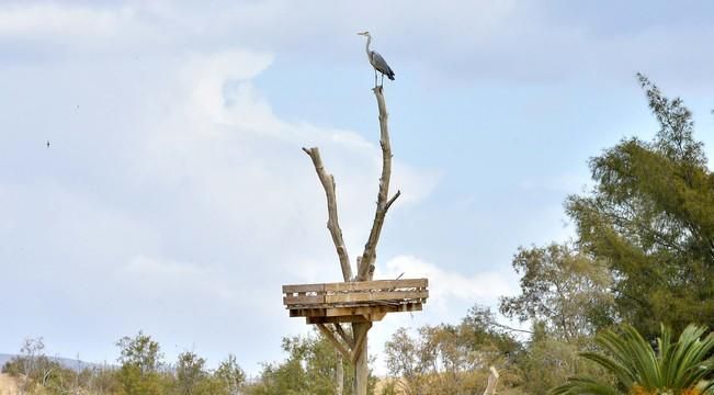 GARZA ÁNADE TORTUGA SUELTA CHARCA MASPALOMAS