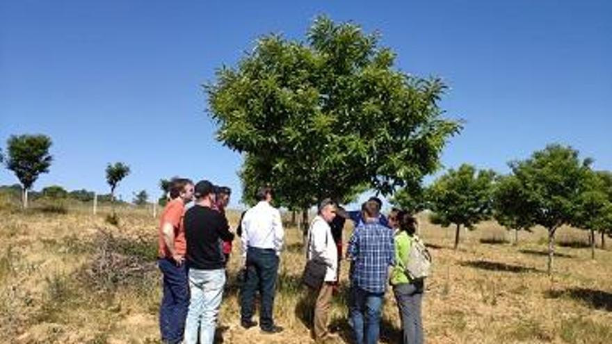 Investigadores turcos visitan las masas de castaños alistanas