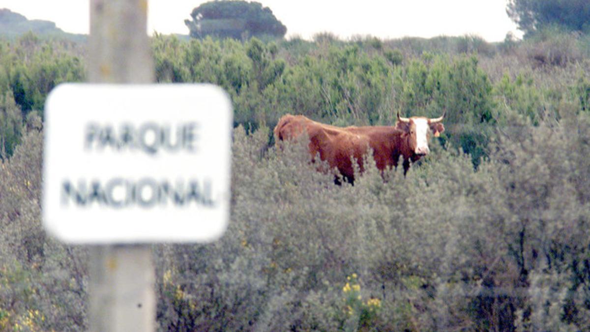 Una vaca mostrenca en el parque nacional de Doñana.