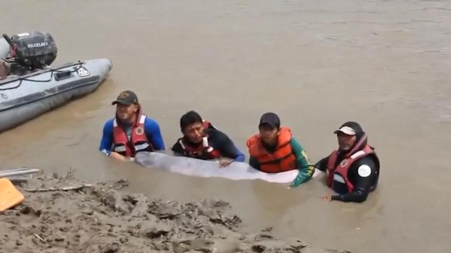 Laborioso rescate de 24 delfines que quedaron varados en una laguna en Bolivia