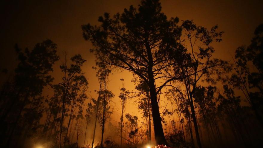 Los incendios, aliados de las invasoras