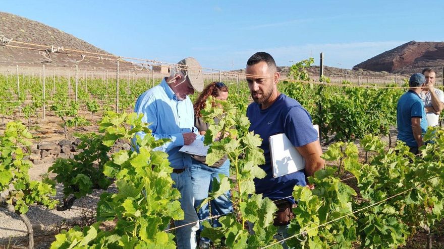 Threat of Phylloxera Looms Over Vineyards in Northern Tenerife’s Abona Region