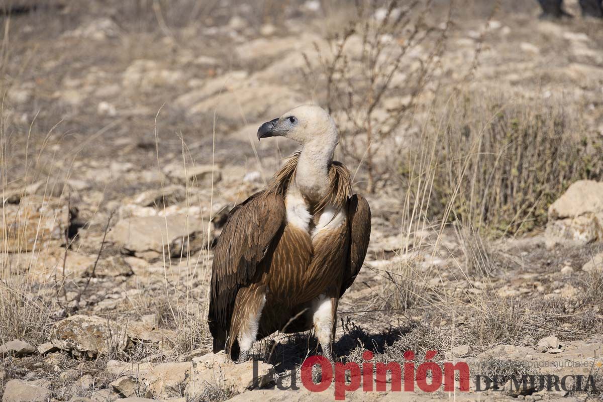 Suelta de dos buitres leonados en la Sierra de Mojantes en Caravaca