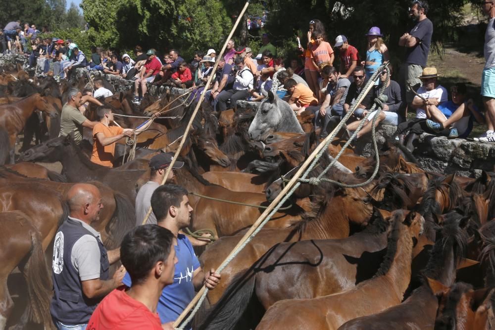 La cita confirma la recuperación de la cabaña de la Serra da Groba con 400 caballos rapados y marcados a fuego en una jornada de fiesta con cientos de espectadores