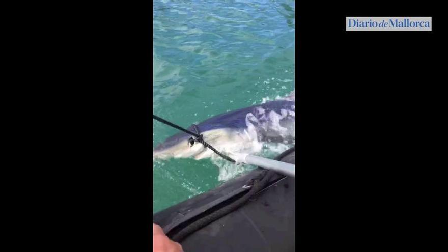 La Guardia Civil remolca al tiburón de Portopí