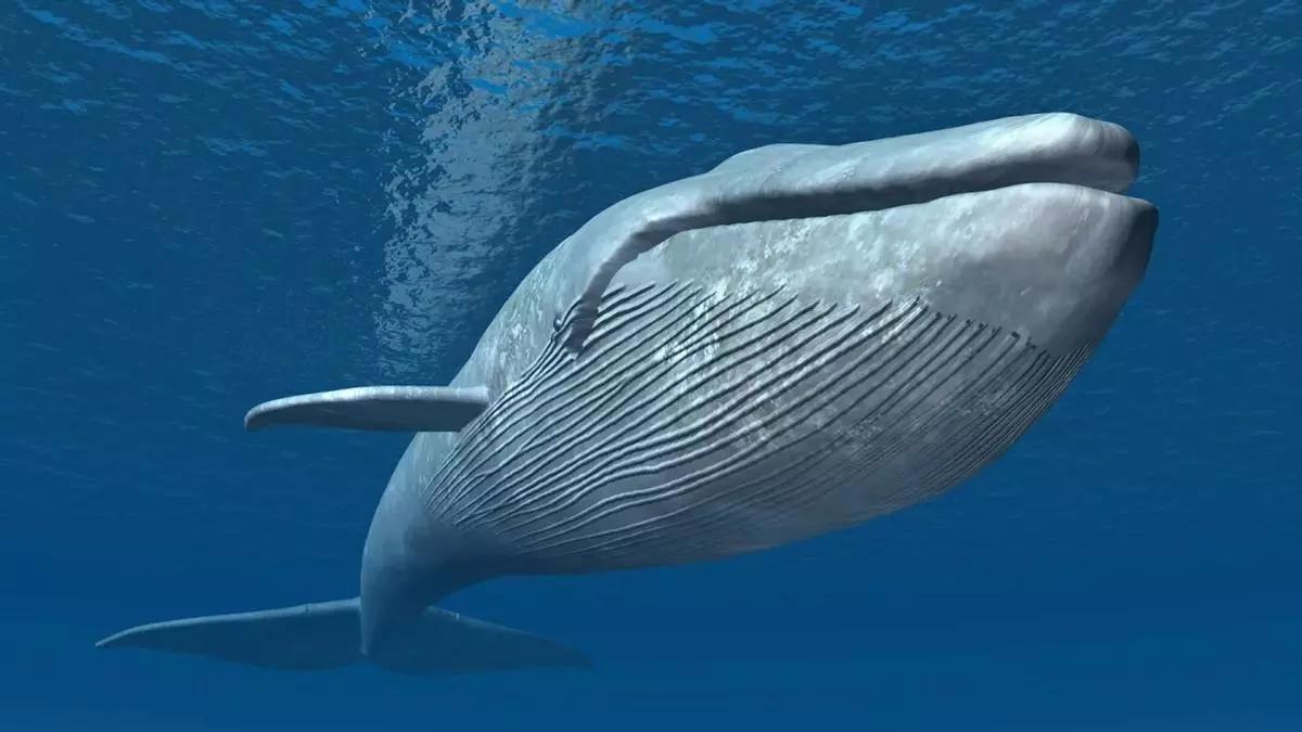 Ejemplar de ballena azul.