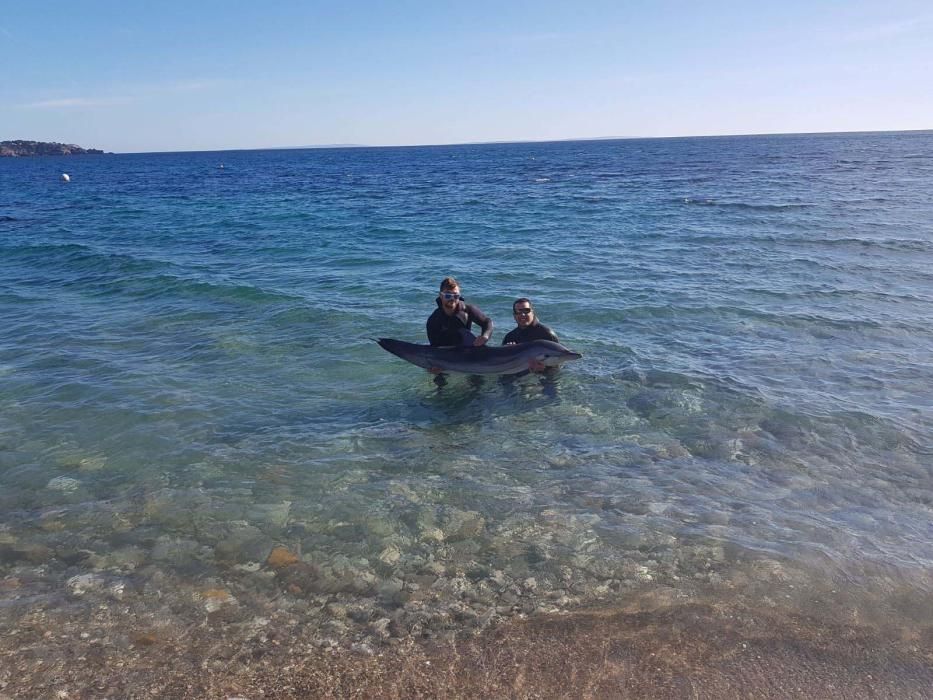 El cetáceo estaba en la costa de es Cubells