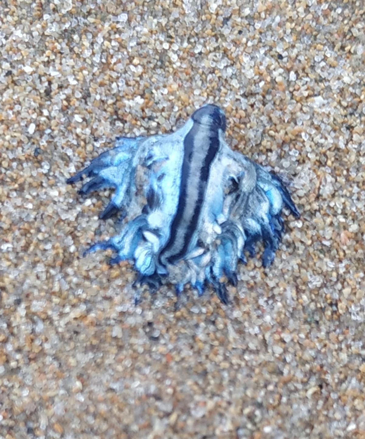 Un Glaucus atlanticus varado en la playa.