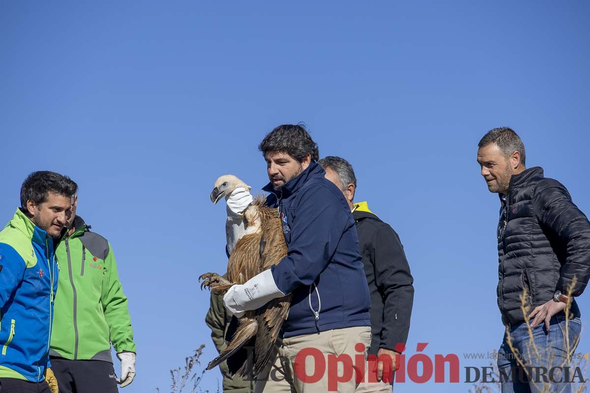 Suelta de dos buitres leonados en la Sierra de Mojantes en Caravaca