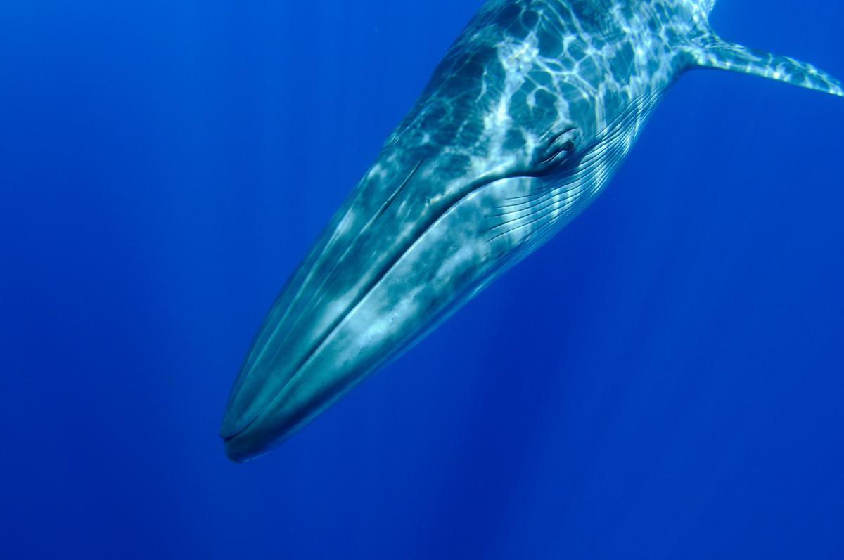 El rorcual es una de las especies amenazadas que quedan sin protección en la zona