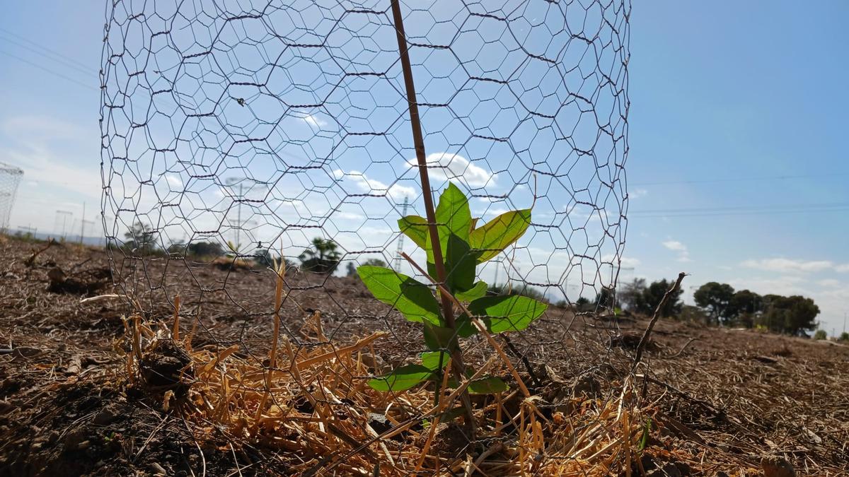 Los eucaliptos plantados en San Fulgencio en abril de 2024.
