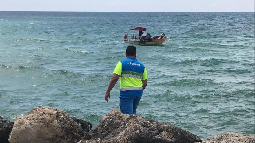 La carabela portuguesa llega a Mallorca: Operativo de limpieza tras encontrar un ejemplar en el Molinar