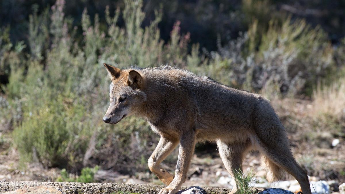 Un lobo ibérico del Centro del Lobo Ibérico en localidad de Robledo de Sanabria, en plena Sierra de la Culebra, en Zamora.