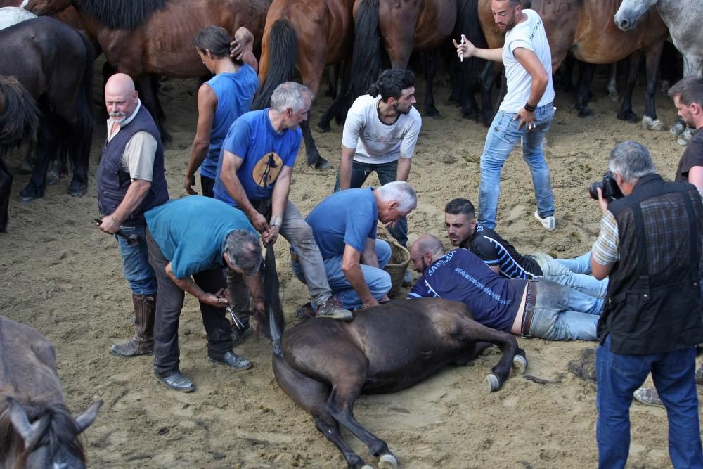 Sabucedo exhibe bravura en su Rapa das Bestas