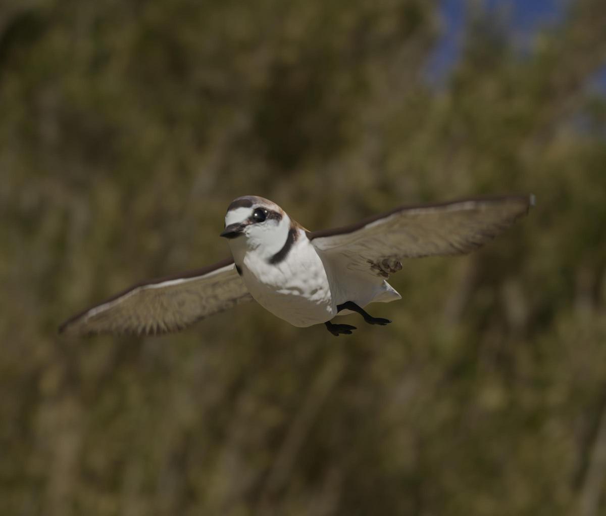 El Chorlitejo patinegro, protagonista del videojuego