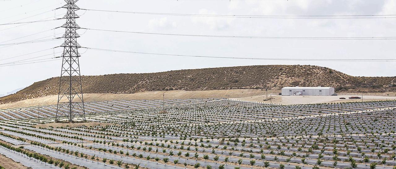 Una empresa de la Vega Baja ha plantado 110 hectáreas de limoneros entre Mutxamel y Xixona, donde hace casi 20 años se plantearon 15.000 casas con golf.