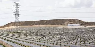 Plantan miles de limoneros donde se proyectaba una macrourbanización con golf entre Xixona y Mutxamel