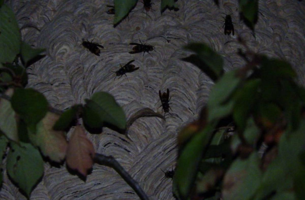 Nido de velutina en el árbol. | Cedida