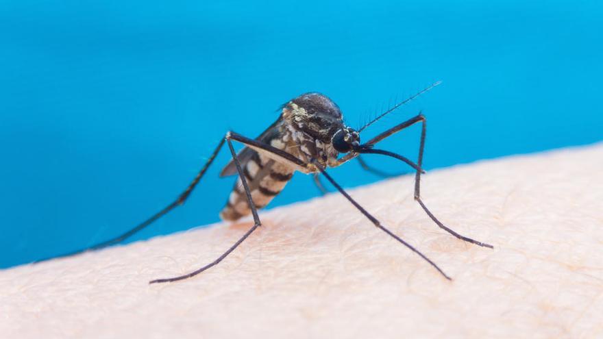 Las hembras del mosquito tigre transmiten el chikungunya