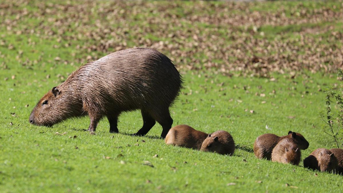 Las capibaras empiezan a colonizar ciudades americanas Las capibaras empiezan a colonizar ciudades americanas