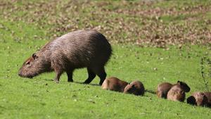 Las capibaras empiezan a colonizar ciudades americanas