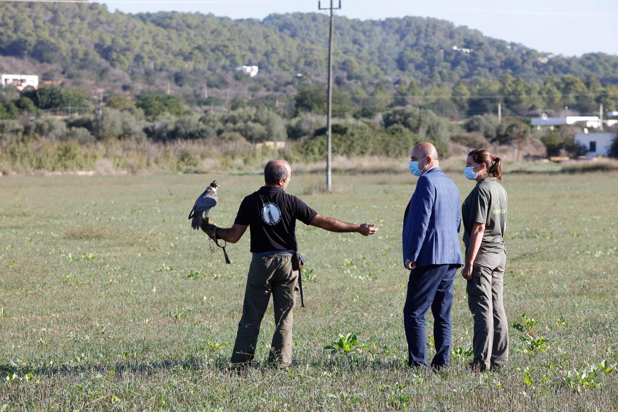 Halcones contra torcaces en Ibiza