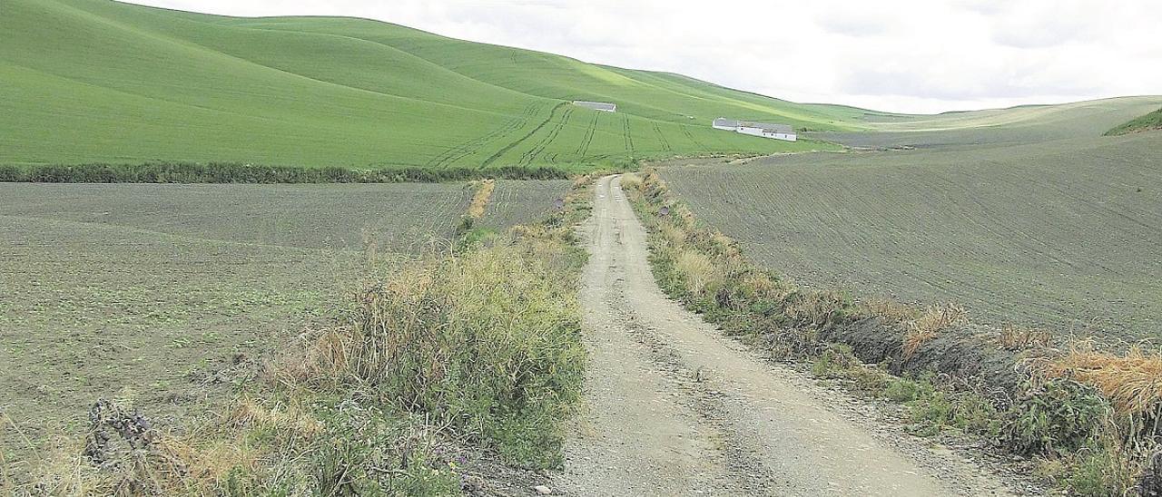 Insecticidas y herbicidas son un problema para la conservación de la biodiversidad. En la imagen, explotaciones tratadas.