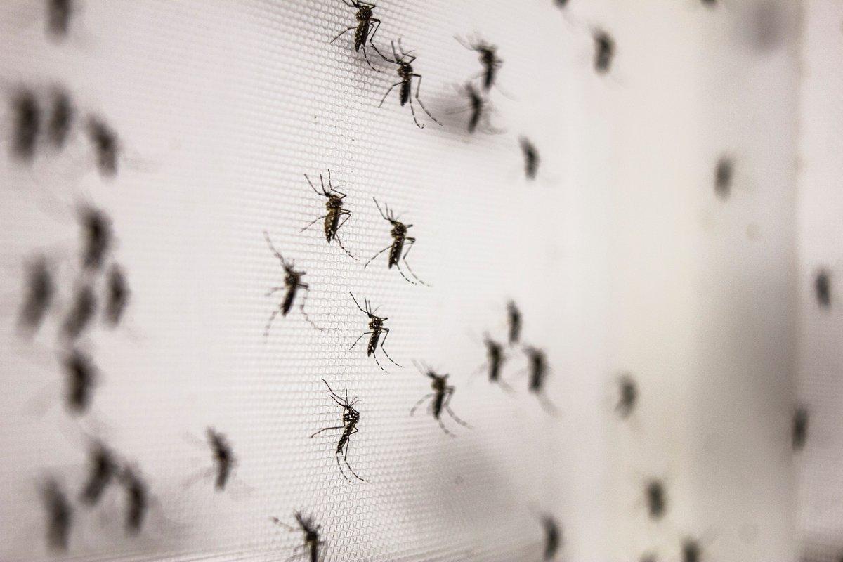 Adiós Mosquitos: así es la planta que acabará con estos incómodos bichos.jpg